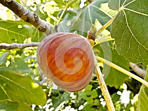 A ripe fig on a tree