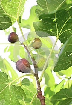 Ripe figs on the branch