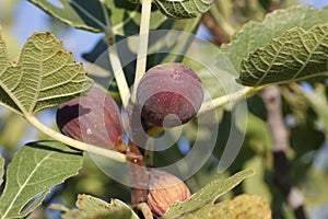 Ripe figs on a fig tree