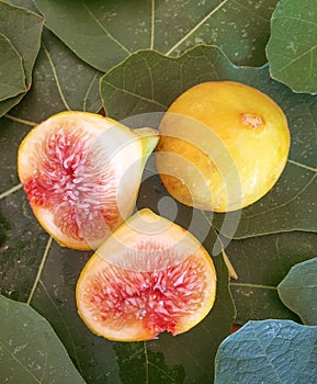 Ripe figs are foamed in fresh leaves of figs. Natural fruits from a tree, healthy food