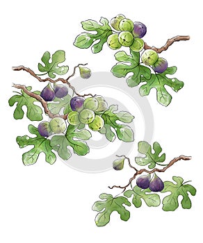 Ripe figs frowing on a branch illustration photo