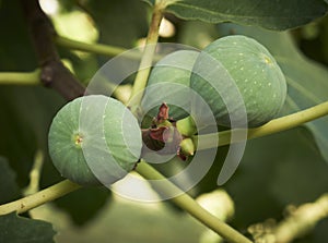 Ripe figs on a tree.