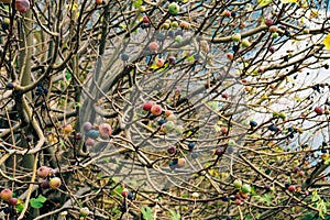 Ripe figs on the tree. Montenegrin fig trees