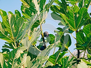 Ripe figs on the tree. Montenegrin fig trees