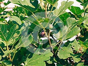 Ripe figs on the tree. Montenegrin fig trees