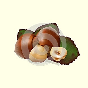 Ripe filbert with green leaves.