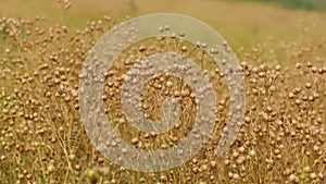 Ripe flaxseed heads in the field, close-up