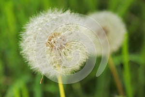 Ripe fluffy dandelions with loose seed