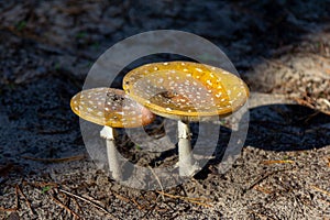 Ripe fly agaric mushrooms with red hats