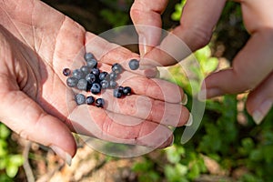 Ripe forest berries on a woman's hand. Picking tasty forest fruits