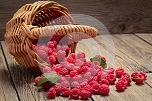 Ripe forest raspberries scattered from a small basket on a wooden table