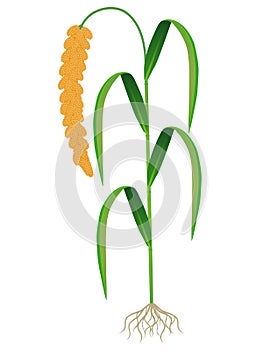 Ripe foxtail millet with roots isolated on white background.