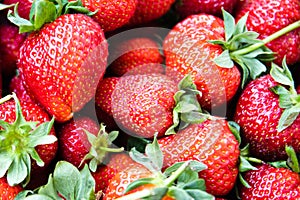 Ripe fragrant red strawberries with green tails