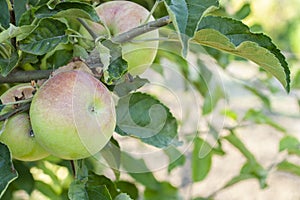 Ripe fresh apples grow on the branches