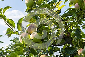 Ripe fresh apples grow on the branches