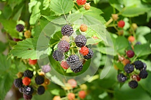 Ripe fresh blackberries in the fruit garden. Cultivated blackberries are notable for their significant contents of dietary fiber,