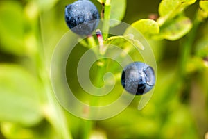 The ripe and fresh bluebarries on the branch
