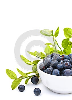 Ripe fresh blueberries in a small white ceramic bowl, isolated on white background, close-up. Vertical format