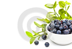 Ripe fresh blueberries in a small white ceramic bowl, isolated on white background and an empty place for your text. Close-up.