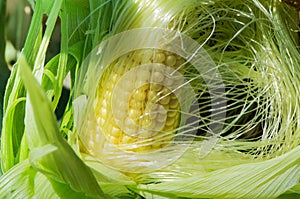 Ripe fresh cob of sweet corn on the stem