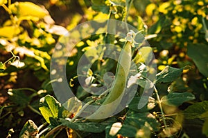 Ripe fresh green plants of peas growing on farmland or field. Pea pod on fertile black rich soil, chernozem. Agriculture