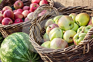 Ripe fresh green and red organic apples in basket on the market. Harvest time. Fresh fruits shopping at the local outdoor farmers