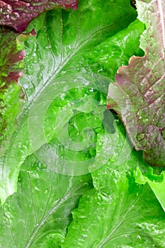 Ripe fresh green salad lettuce Batavia closeup vertical top view