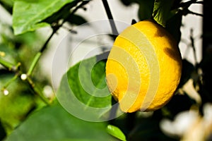 Ripe fresh lemon growing on a lemon tree.