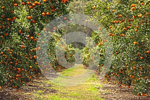 Ripe and fresh Mandarin oranges garden, orange orchard.