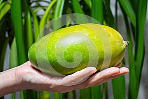 Ripe fresh mango in human hand, woman arm hold yellowish-green fruit on green leaves background. Focus foreground