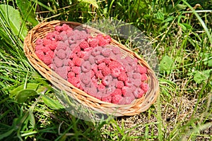 Ripe fresh natural garden raspberries in basket on the grass in garden