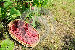 Ripe fresh natural garden raspberries in basket on the grass in garden