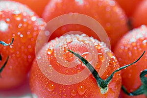 Ripe fresh orange tomatoes close up macro shot. Wet tomatoes with water droplets.