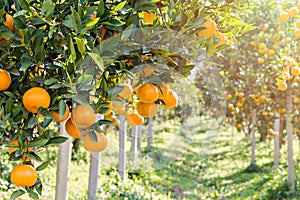 Ripe and fresh oranges on branch