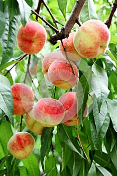 Ripe fresh peaches on the peach tree are full of branches.