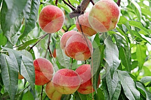 Ripe fresh peaches on the peach tree are full of branches.