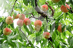 Ripe fresh peaches on the peach tree are full of branches.