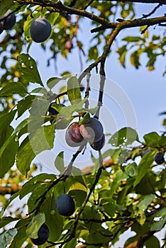 Ripe and fresh plum fruits on a tree stick.