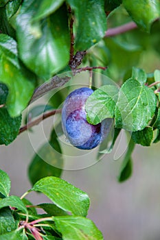 Ripe, fresh and raw plum in the tree
