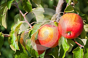 Ripe fresh red apples grow on the branches. Apple garden