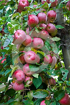 Ripe fresh red apples grow on the branches. Apple garden