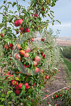 Ripe fresh red apples grow on the branches. Apple garden