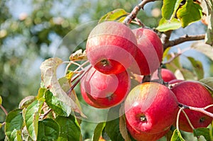 Ripe fresh red apples grow on the branches. Apple garden