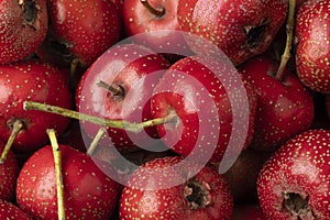 Ripe fresh red hawthorne berries close up full frame