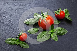 ripe fresh red tomatoes with basil leaves on a black slate board. Flat lay