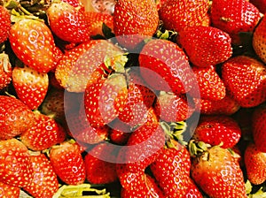 Ripe fresh trawberries red garden strawberry fruit food fraise fresa morango fragaria ananassa berry stroberee photo