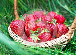 Ripe freshly picked strawberries in a wicker basket in the grass. Close-up. Selective focus