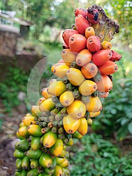 Ripe fruit Amorphophallus with nice green blur background closeup photo