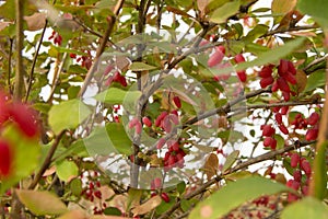 The ripe fruit of barberries on branch, selective focus