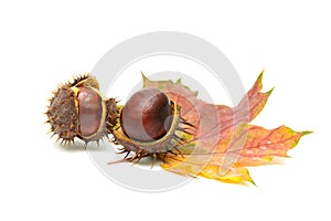 Ripe fruit chestnut and maple leaf on a white background